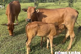 Giá trâu bò liên tục giảm sâu, người chăn nuôi thua lỗ