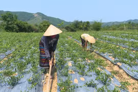 Bảo tồn lễ hội cầu mùa ở Quảng Trị
