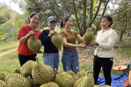 Tây Ninh phát triển du lịch vườn 