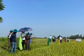 Giống lúa thuần HDT10 và HD11: Chất lượng cao, Nhà nông bội thu