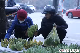 Cận Tết, giá chuối xanh tăng gấp 5-7 lần ngày thường