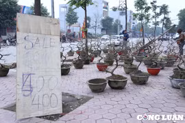 Nghệ An: Cây cảnh "sale khủng" vẫn vắng khách, tiểu thương chặt bỏ, nghỉ Tết sớm