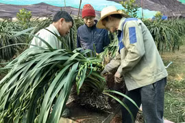 Hàng vạn chậu hoa địa lan Sa Pa đã xuống phố đón Tết