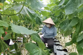 Hòa Bình: Tỷ lệ hộ nghèo ở các xã đặc biệt khó khăn bình quân giảm từ 4,0%-4,5%