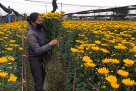 Người dân làng hoa Tây Tựu mong muốn mưa thuận gió hòa, kịp thời phục vụ dịp tết