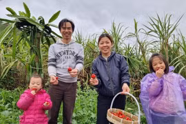Dịch vụ hái dâu tây tại vườn thu hút khách hàng tới tham quan, trải nghiệm