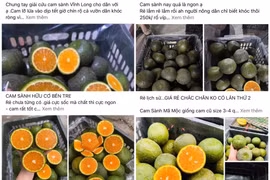 Cam sành rớt giá mạnh, nhà vườn bán tháo trên “chợ mạng”