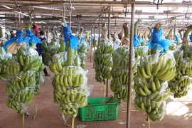 Nông nghiệp Quốc tế Hoàng Anh Gia Lai (HNG) xin hoãn nộp BCTC Quý 4