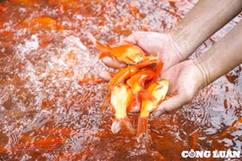 Hà Nội: Cá chép cúng ông Công ông Táo rực đỏ chợ cá Yên Sở