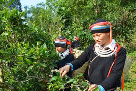 Tuyên Quang: Đẩy mạnh tuyên truyền, vận động xóa bỏ nạn tảo hôn và hôn nhân cận huyết thống