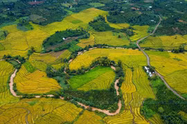 “Hạt ngọc trời” mang tên gạo Ba Chăm