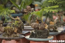 Hà Nội: Dàn vạn tuế mini bonsai đắt đỏ xuống phố phục vụ Tết Nguyên đán