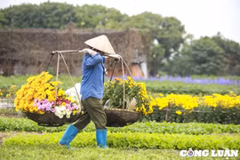 Hà Nội: Làng hoa ở quận Thanh Xuân tất bật thu hoạch phục vụ Tết Nguyên đán