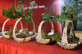 Kon Tum: Thủ phủ sâm Ngọc Linh tổ chức phiên chợ sâm lần thứ 2