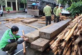 Bá Thước (Thanh Hóa): Tạm giữ xe ô tô vận chuyển gần 9m3 gỗ Sa Mu chưa rõ nguồn gốc
