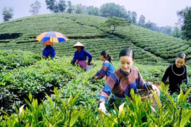 Thái Nguyên phát triển du lịch nông nghiệp bằng sản phẩm đặc trưng