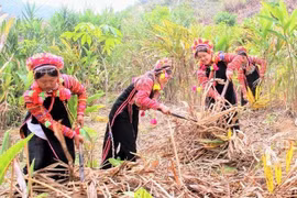 Kinh nghiệm trong triển khai thực hiện Chương trình phát triển kinh tế-xã hội vùng đồng bào dân tộc thiểu số và miền núi