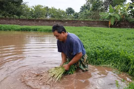 Làng rau cần Thái Bình “đón Tết” dưới ao