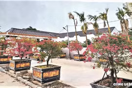 Hà Nội: Xử phạt, yêu cầu tháo dỡ 'biệt phủ' trái phép tại huyện Phú Xuyên