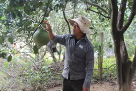 Bưởi Phước Bình được cấp mã số xuất khẩu sang Hoa Kỳ
