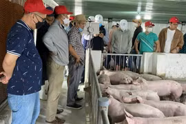 Chào bán 161,9 triệu cổ phiếu bất thành, Hoàng Anh Gia Lai (HAG) sẽ lấy tiền đâu trả nợ trái phiếu quá hạn?
