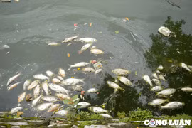 Hồ Tây (Hà Nội) cá lại chết dạt vào bờ, bốc mùi hôi thối