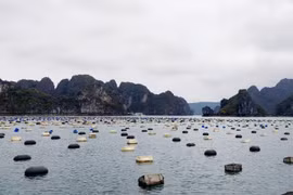 Huyện Vân Đồn: Sau 30/4 không chuyển đổi phao xốp trong nuôi trồng thủy sản sẽ bị xử lý nghiêm 