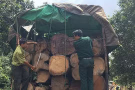 Gia Lai: Bắt tài xế vận chuyển gỗ lậu quy mô lớn sau 4 năm truy nã