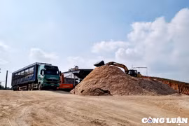 Nghệ An: Trang trại chăn nuôi bò ‘biến tướng’ thành xưởng băm dăm trái phép