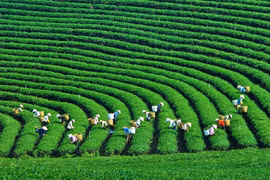 Việt Nam hướng tới “phát triển xanh”, “kinh tế xanh”: Đường mới phải đi!