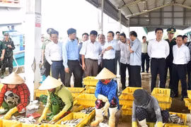 Chính phủ sẽ họp với các địa phương về chống khai thác hải sản bất hợp pháp