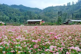 Hà Giang sẵn sàng cho Lễ hội hoa Tam giác mạch lần thứ IX tại Đồng Văn