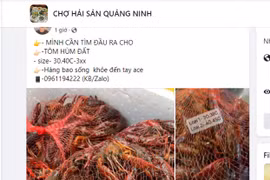 Bị cấm kinh doanh, tôm hùm đất vẫn được rao bán đầy chợ mạng