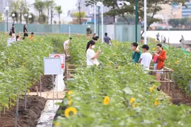 Cánh đồng hoa hướng dương khoe sắc bên bờ sông Sài Gòn