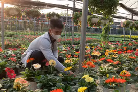 Người dân làng hoa cây cảnh Tích Giang chuẩn bị vào vụ Tết