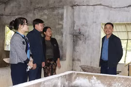 Hà Tĩnh chủ động phòng, chống dịch tả lợn châu Phi diễn biến phức tạp