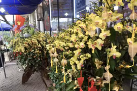 Hoa địa lan Đà Lạt cắm trên thuyền gỗ lũa đắt khách mua chơi Tết ở Lào Cai