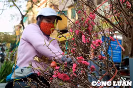 Đào cuối vụ đắt khách dịp Rằm tháng Giêng