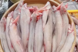 Hơn nửa triệu đồng một kg cá khoai, tiểu thương thu lời tiền triệu mỗi ngày