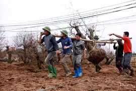 Nhà vườn Nhật Tân hối hả trồng và hồi sinh lại đào sau Tết