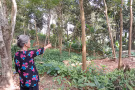 Vụ tranh chấp đất đai kéo dài hơn 10 năm ở Yên Bái: Cần một 'phán quyết' để xử lí dứt điểm khiếu kiện!