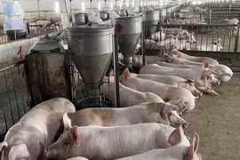 Cổ phiếu chưa về mệnh giá, Hoàng Anh Gia Lai (HAG) lại xin hoãn thanh toán lãi và gốc lô trái phiếu nghìn tỷ