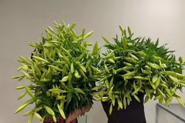 Hoa loa kèn đầu mùa giá rẻ bất ngờ nhưng vắng bóng người mua