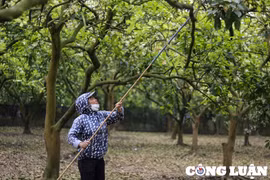 Mùa “se duyên” cho hoa bưởi Diễn