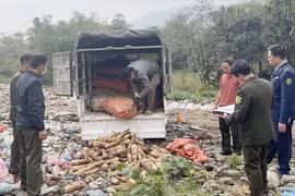 Lào Cai: Một huyện cấm khai thác măng rừng, tiêu hủy hơn 1.000kg măng vầu bị thu giữ