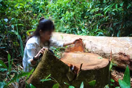Hàng loạt cây rừng bị cưa hạ ngổn ngang ở Gia Lai: Đang củng cố hồ sơ để khởi tố