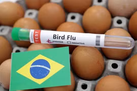 Brazil tuyên bố tình trạng khẩn cấp về sức khỏe động vật do cúm gia cầm