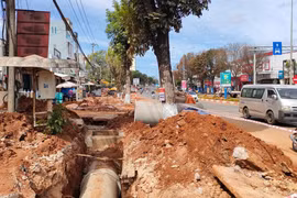 Vụ tự ý chặt rễ cây xanh khi thi công vỉa hè ở Gia Lai: Đề nghị xử phạt đơn vị thi công