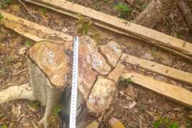 Gia Lai: “Lâm tặc” ngang nhiên vào rừng đốn hạ 125 cây gỗ