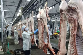 Khó thu hút các hộ giết mổ nhỏ lẻ vào khu giết mổ tập trung